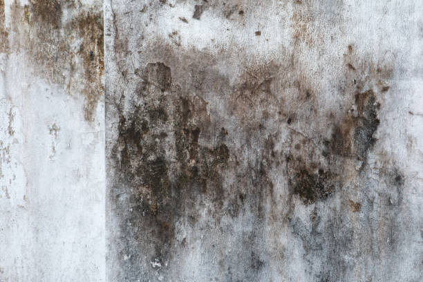 Best HVAC Mold Inspection and Cleaning  in Marlette, MI