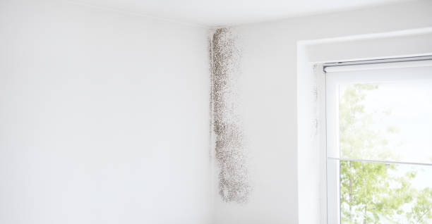 Best Airborne Mold Testing  in Marlette, MI
