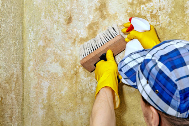 Best Asbestos and Lead Testing During Mold Inspection  in Marlette, MI