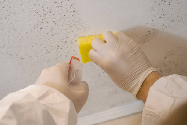 Reliable Marlette, MI Mold Removal Solutions