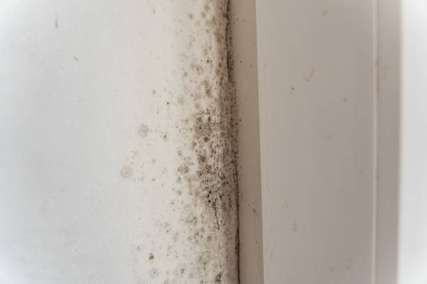 Best Environmental Consulting for Mold Prevention  in Marlette, MI