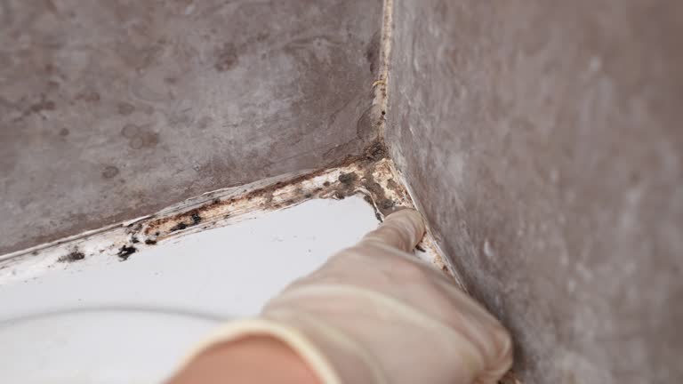 Best Crawl Space Mold Remediation  in Marlette, MI